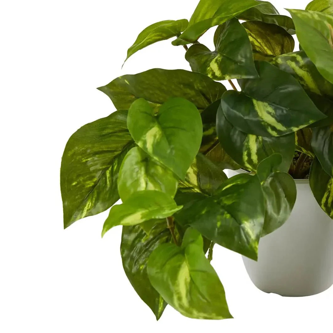 Plants