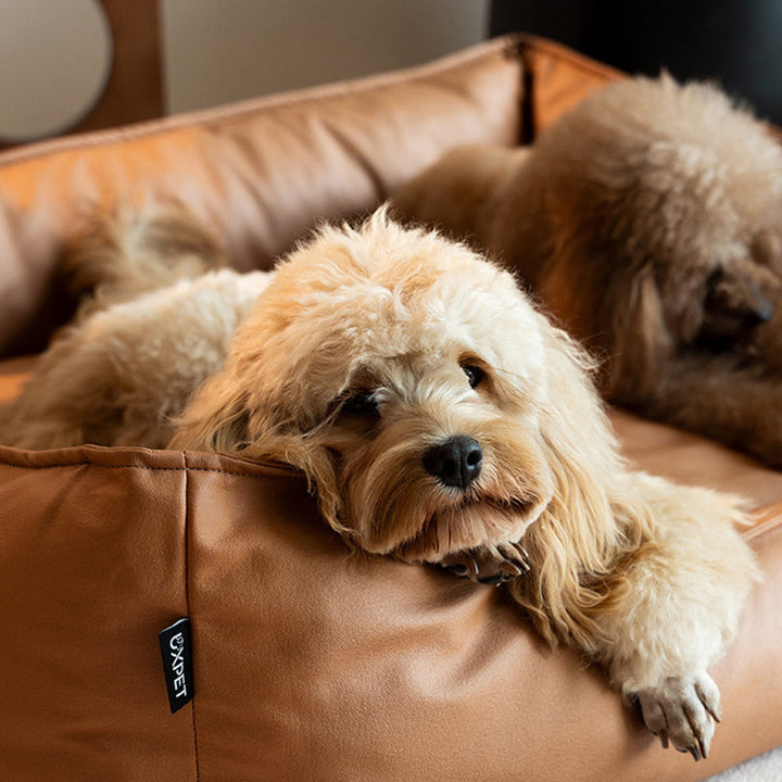 Modern Minimalist Synthetic Fabric Sponge Rectangular Pet Bed Dog Bed With Waterproof &amp; Removable Cover For Living Room
