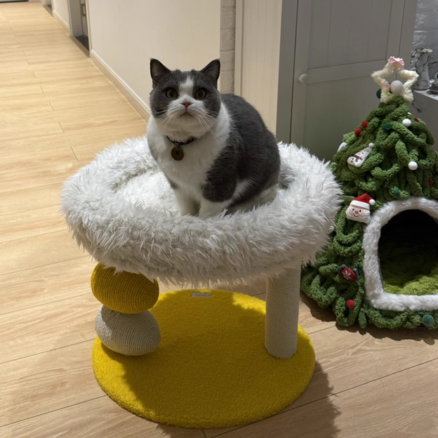 Contemporary Creative Round Particleboard Velvet Fabric Hemp Rope Cat Tree 2-Tier For Living Room