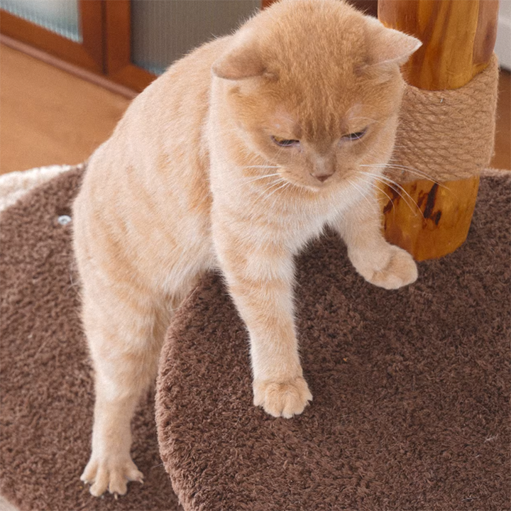Contemporary Creative Round Particleboard Solid Wood Pillar Velvet Fabric Hemp Rope Cat Tree 6/7-Tier For Living Room