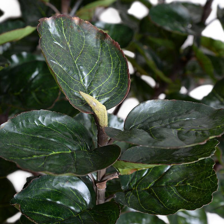 Aralia Balfouriana Tree - Realistic Faux