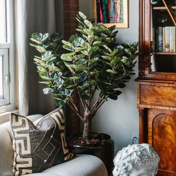 Aralia Balfouriana Tree - Realistic Faux