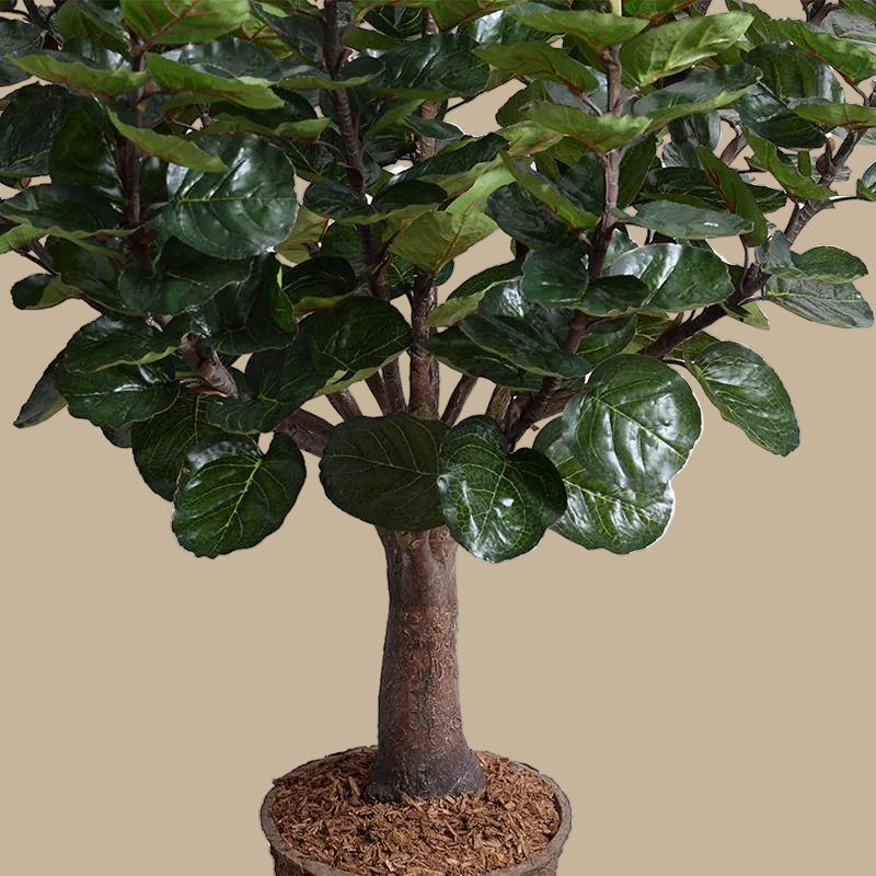 Aralia Balfouriana Tree - Realistic Faux