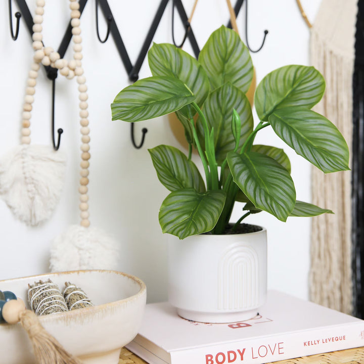 Striped Calathea Plant - Realistic Faux