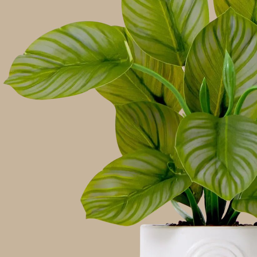 Striped Calathea Plant - Realistic Faux