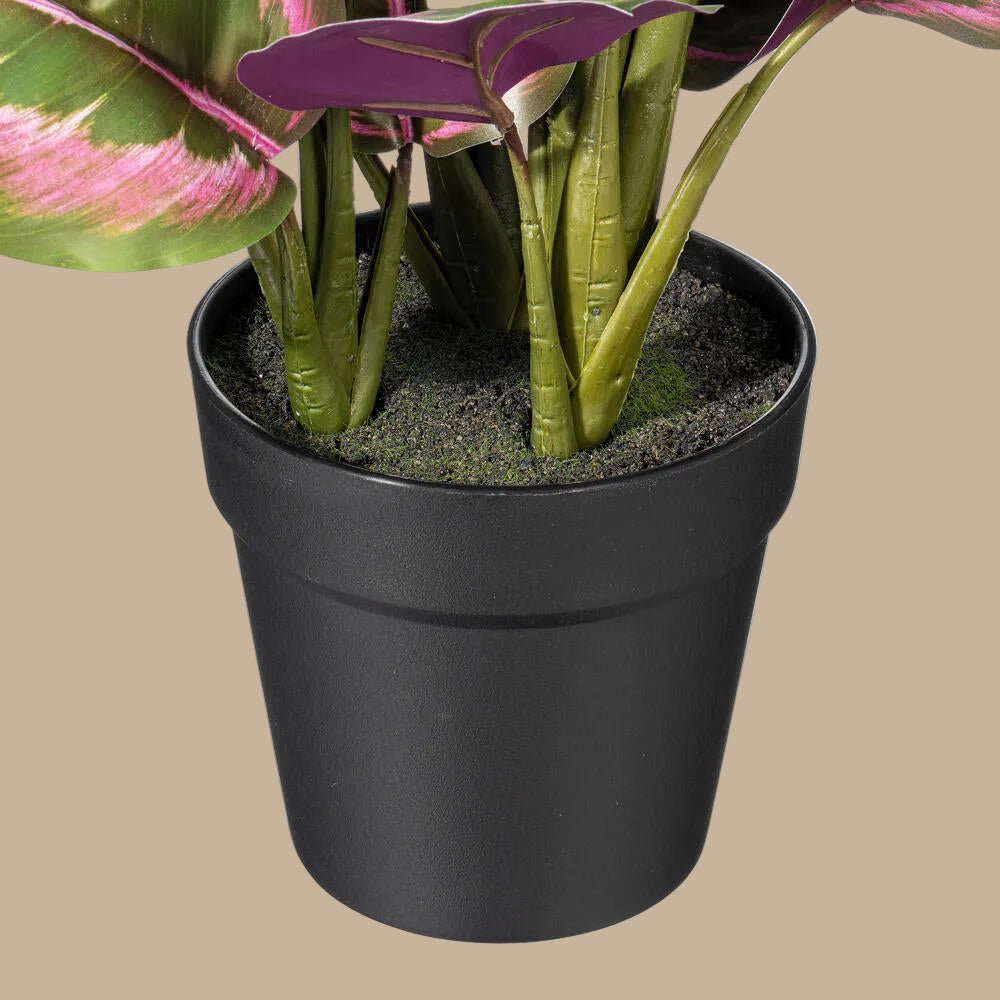 Striped Calathea Plant - Realistic Faux
