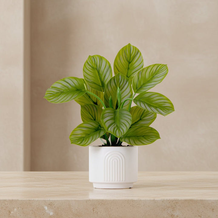Striped Calathea Plant - Realistic Faux