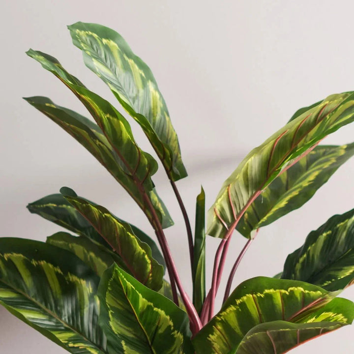 Striped Calathea Plant - Realistic Faux