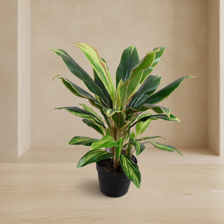 Dracaena Plant (set of 4) - Realistic Faux
