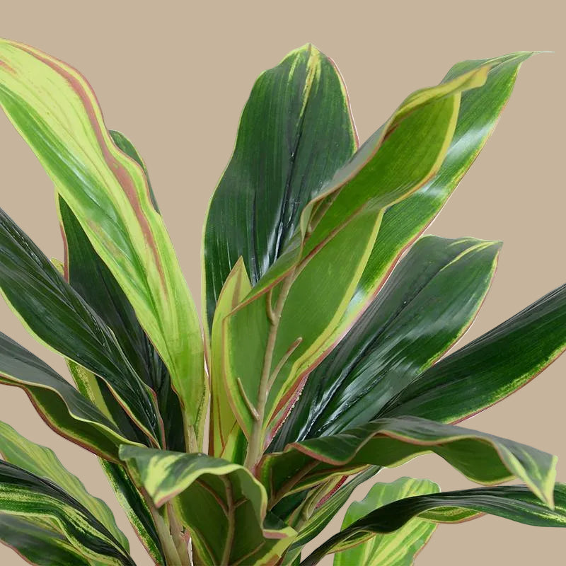 Dracaena Plant (set of 4) - Realistic Faux