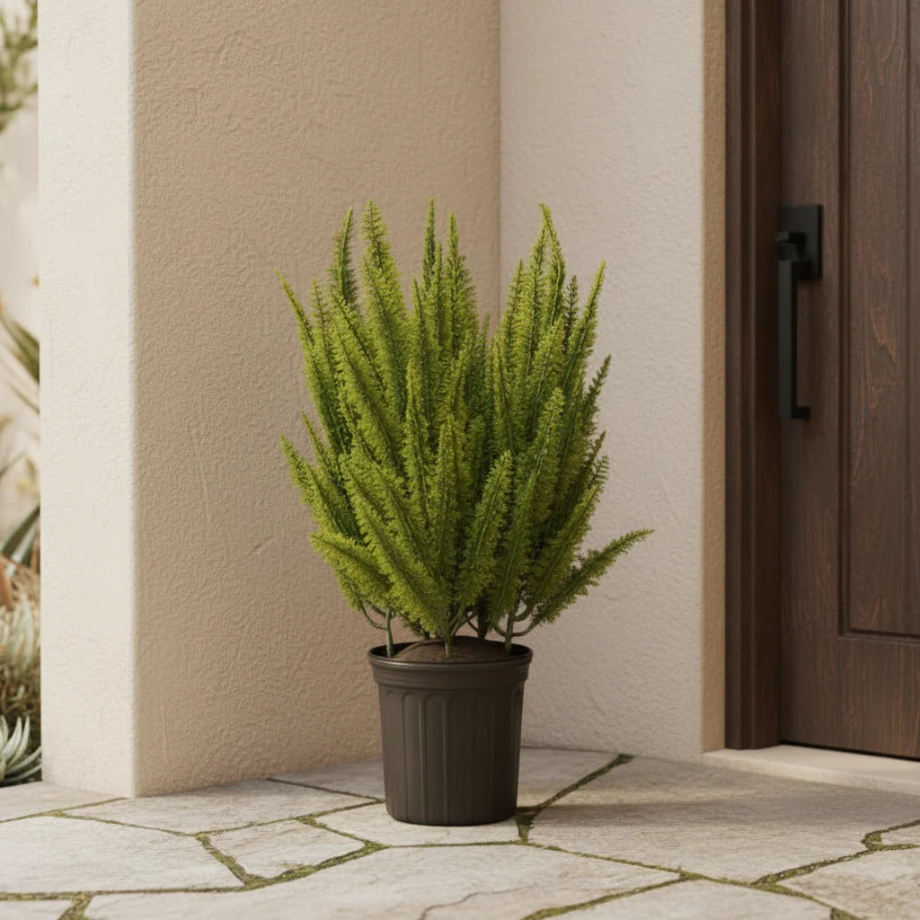 Foxtail Fern - Realistic Faux