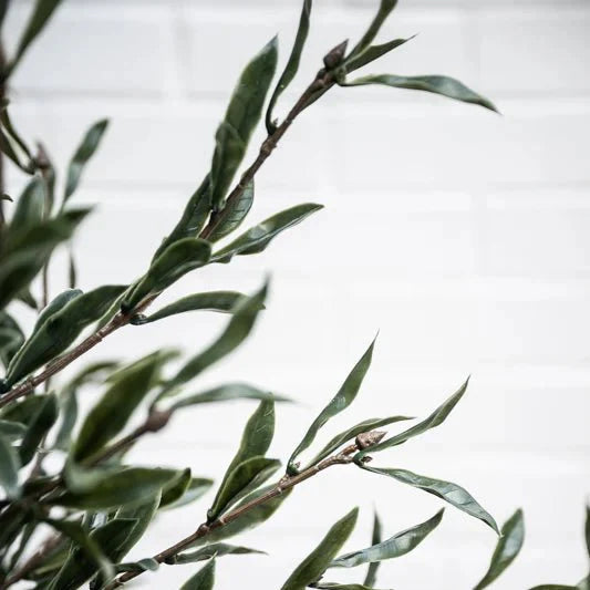 Olive Topiary Tree - Realistic Faux