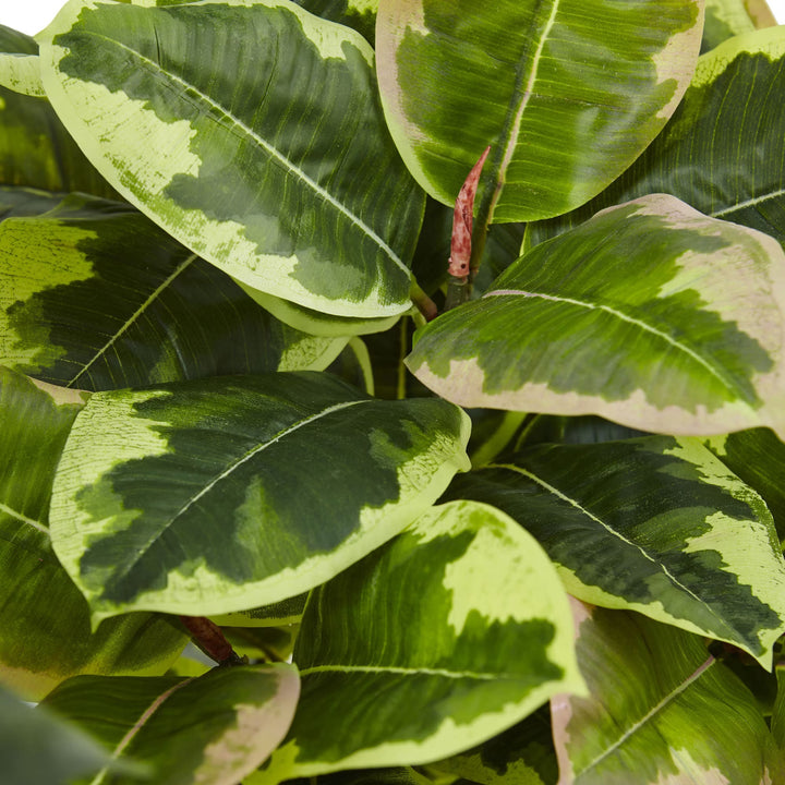 Rubber Plant - Realistic Faux