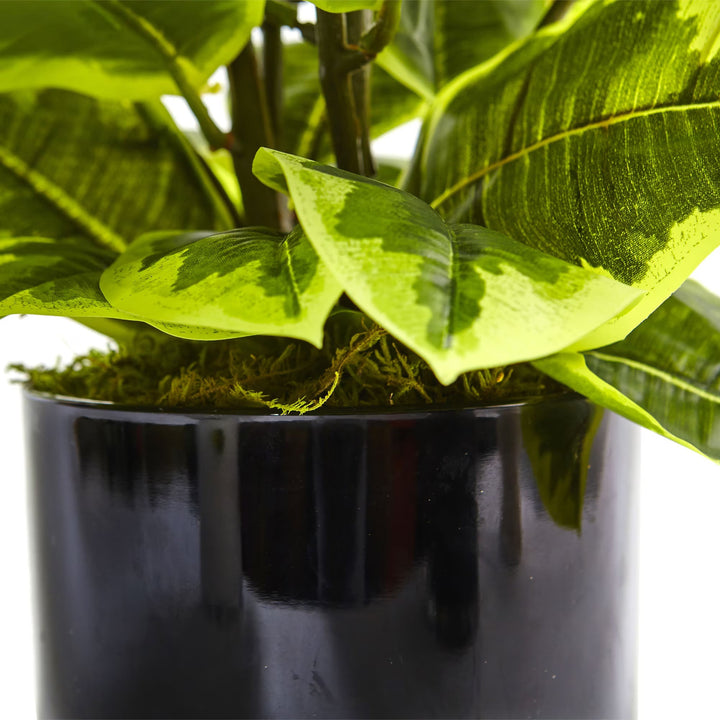Rubber Plant - Realistic Faux