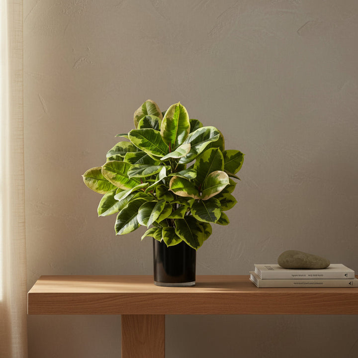 Rubber Plant - Realistic Faux