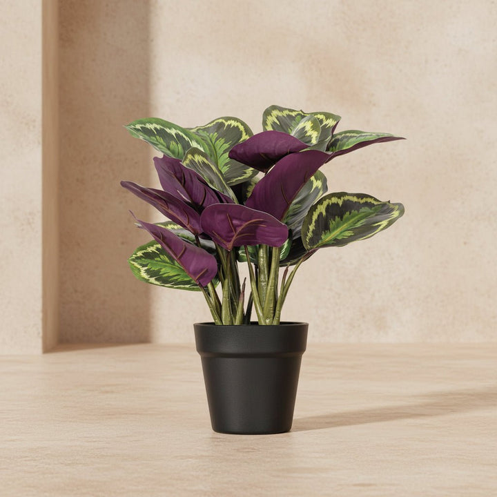 Striped Calathea Plant - Realistic Faux